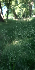 Poa nemoralis