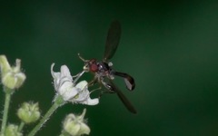 Sphegina