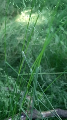 Poa nemoralis