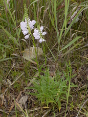 Physostegia angustifolia
