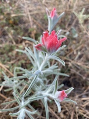 Castilleja purpurea