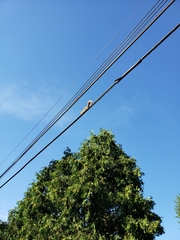 Sciurus niger