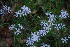 Phlox bifida