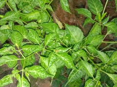 Capsicum frutescens