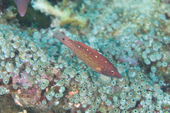 Bodianus dictynna