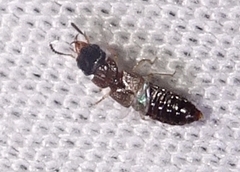 Oxytelinae