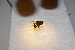 Helophilus cingulatus