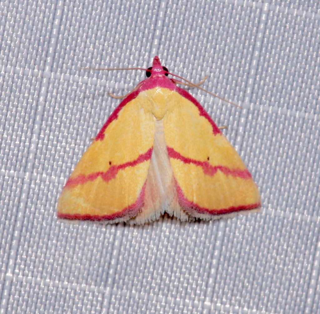 Ernestine's Moth