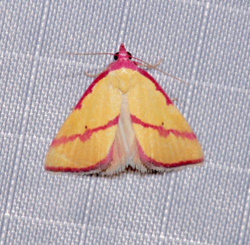 Ernestine's Moth