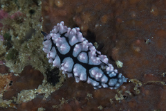 Phyllidiidae