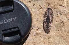 Chalcophora mexicana