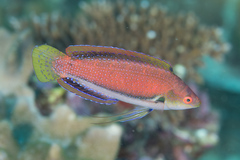 Cirrhilabrus punctatus