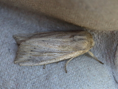 Leucania phragmitidicola