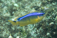 Chrysiptera leucopoma