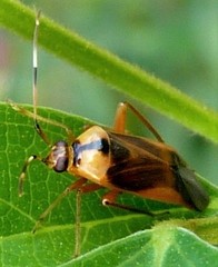 Poppiocapsidea biseratense