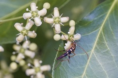 Strangalia luteicornis
