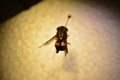 Helophilus antipodus