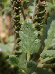 Phacelia suaveolens