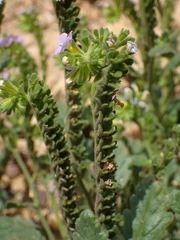 Phacelia suaveolens