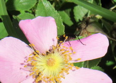 Typocerus lunulatus