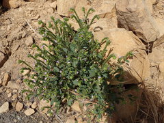 Phacelia suaveolens