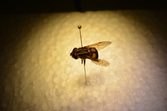 Helophilus antipodus