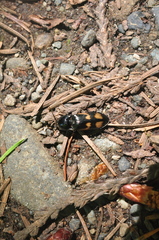 Selatosomus suckleyi