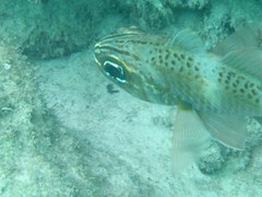 Ostorhinchus norfolcensis