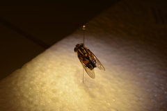 Helophilus antipodus