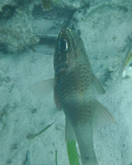 Ostorhinchus norfolcensis