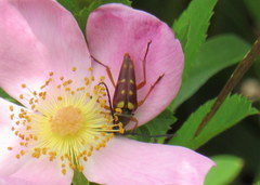 Typocerus velutinus