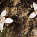 Didymocheton macranthus - Photo (c) juju98, algunos derechos reservados (CC BY-NC), uploaded by juju98