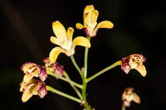 Dendrobium gracilicaule howeanum