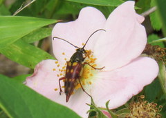Typocerus velutinus