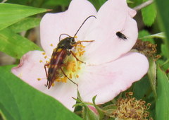 Typocerus velutinus