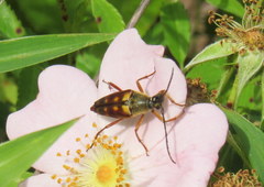 Typocerus velutinus