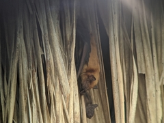 Scotophilus kuhlii