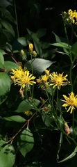 Crepis biennis