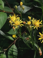 Crepis biennis