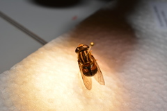 Helophilus antipodus