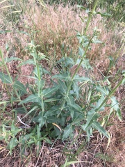 Mirabilis hirsuta