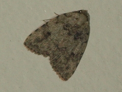 Tolpia conscitulana