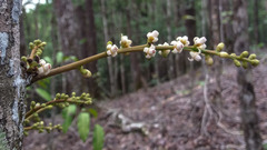 Didymocheton macrostachyus