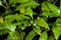 Eumachia