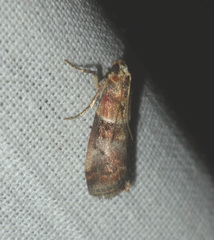 Acrobasis repandana