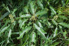 Picrella glandulosa