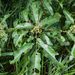 Picrella glandulosa - Photo (c) juju98, algunos derechos reservados (CC BY-NC), subido por juju98