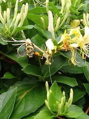Bombus bimaculatus