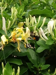 Bombus bimaculatus