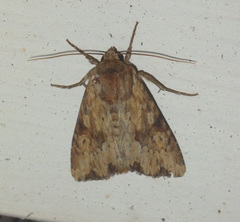 Apamea sublustris